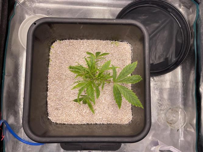 Humboldt Pineapple Round2. Week 4