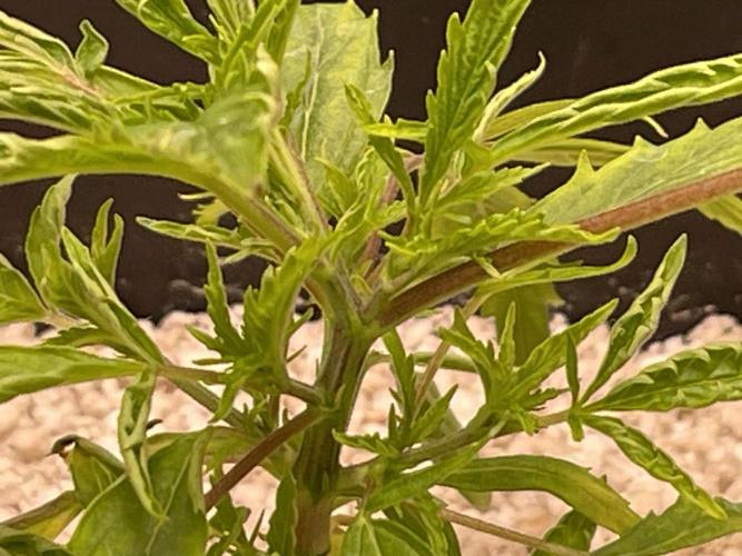 Humboldt Pineapple Round2. Week 4