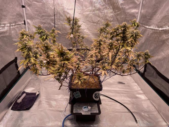 Pineapple Upside Down Cake Autopot. Week 28