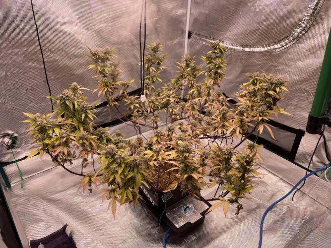 Pineapple Upside Down Cake Autopot. Week 28