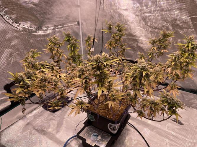 Pineapple Upside Down Cake Autopot. Week 28