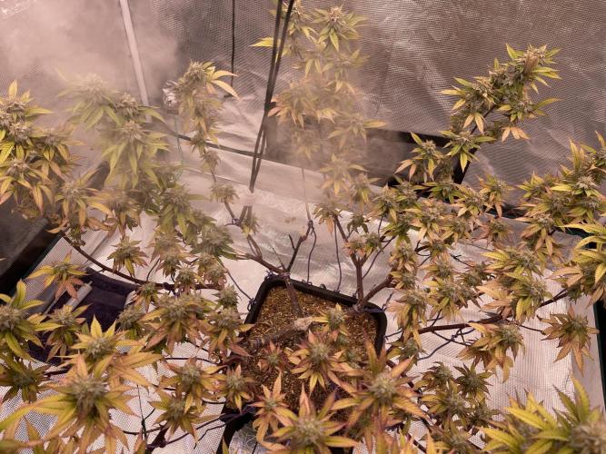 Pineapple Upside Down Cake Autopot. Week 28