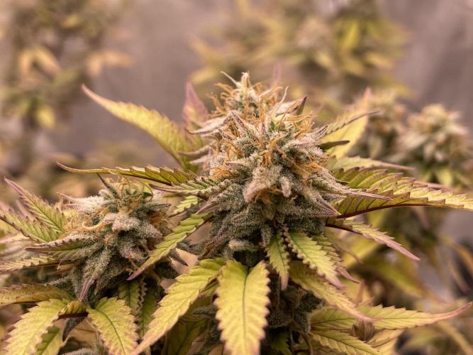 Pineapple Upside Down Cake Autopot. Week 28