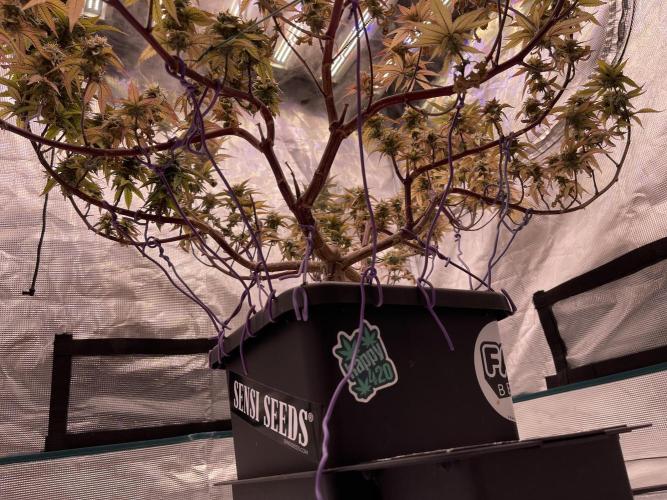 Pineapple Upside Down Cake Autopot. Week 28