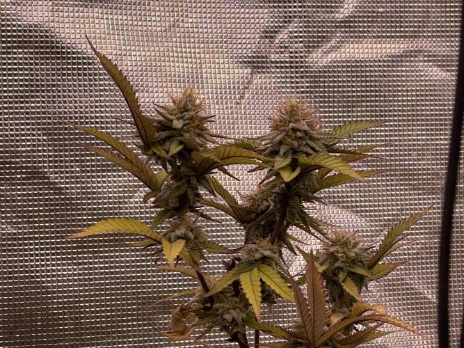 Pineapple Upside Down Cake Autopot. Week 28