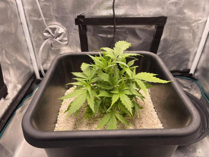 Humboldt Pineapple Round2. Week 5