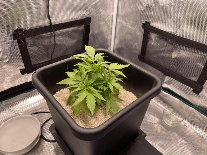 Humboldt Pineapple Round2. Week 5