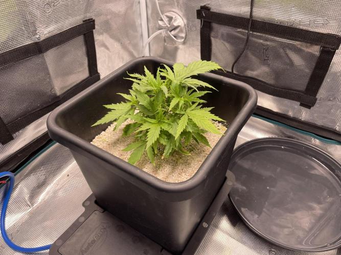 Humboldt Pineapple Round2. Week 5