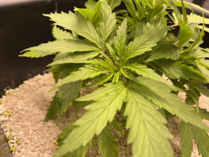 Humboldt Pineapple Round2. Week 5