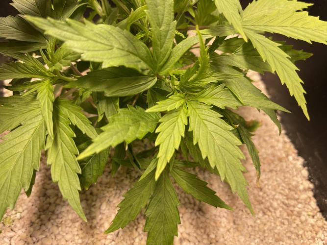 Humboldt Pineapple Round2. Week 5