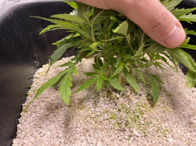 Humboldt Pineapple Round2. Week 5