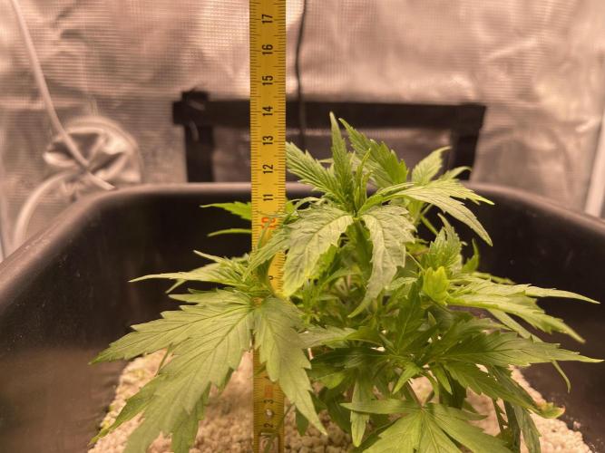 Humboldt Pineapple Round2. Week 5