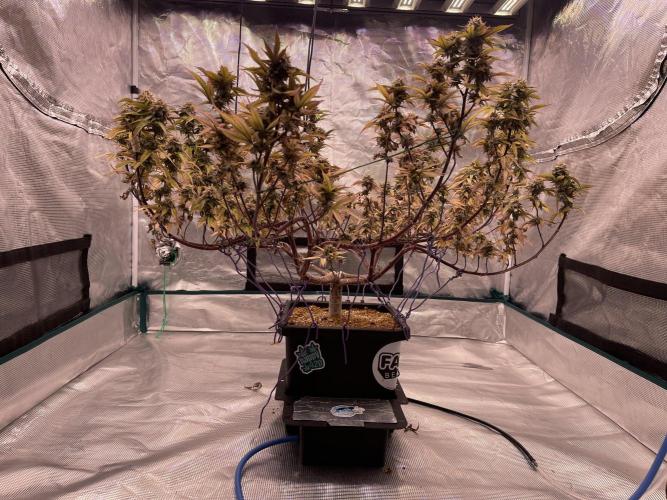 Pineapple Upside Down Cake Autopot. Week 29