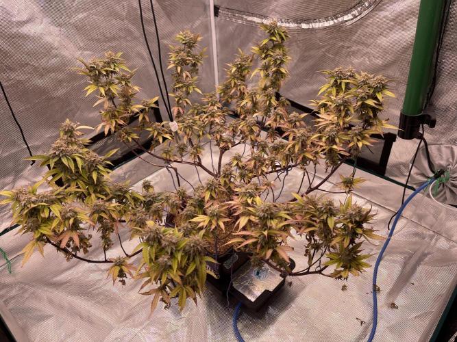 Pineapple Upside Down Cake Autopot. Week 29