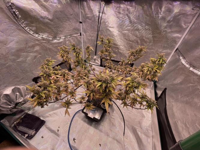 Pineapple Upside Down Cake Autopot. Week 29