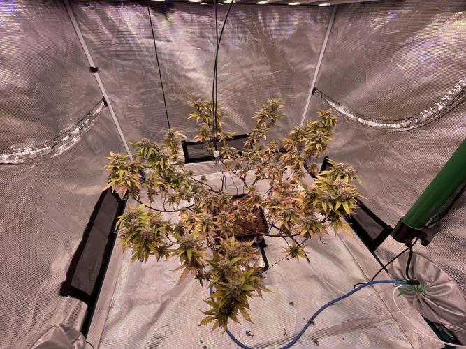 Pineapple Upside Down Cake Autopot. Week 29