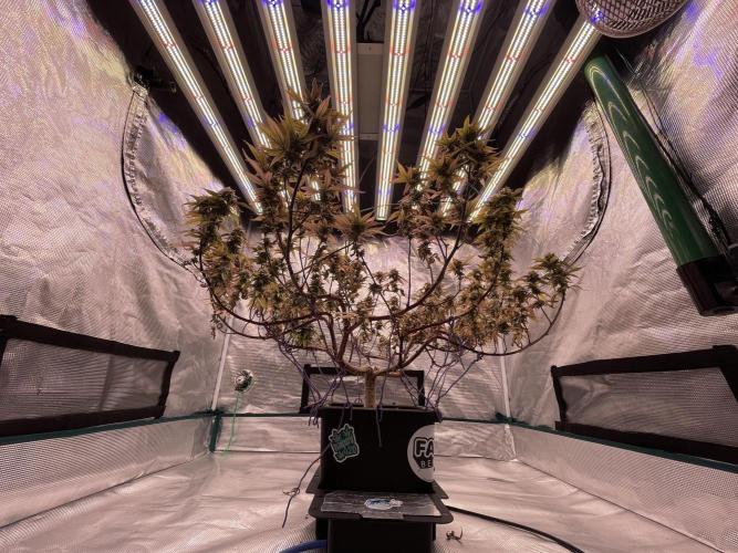 Pineapple Upside Down Cake Autopot. Week 29