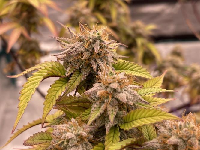 Pineapple Upside Down Cake Autopot. Week 29