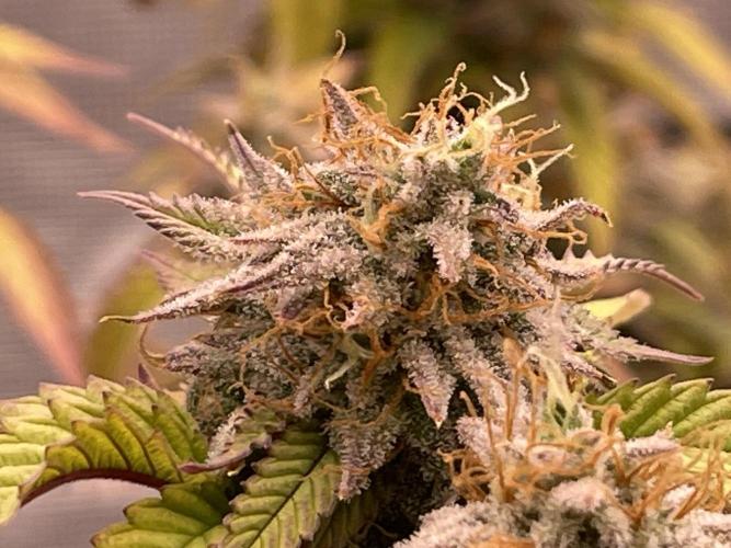 Pineapple Upside Down Cake Autopot. Week 29