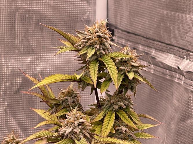 Pineapple Upside Down Cake Autopot. Week 29