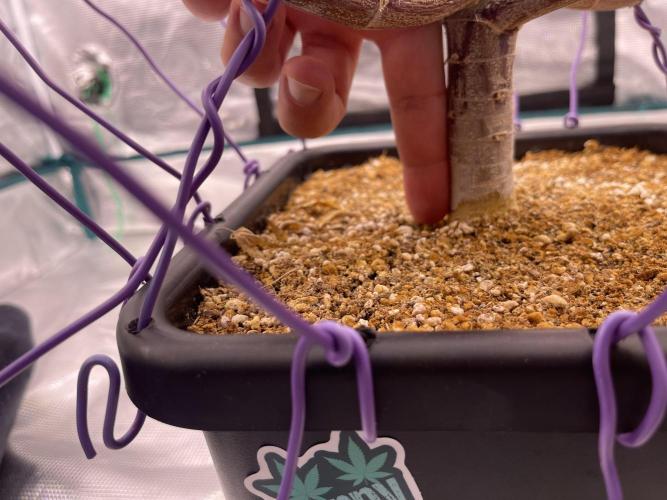 Pineapple Upside Down Cake Autopot. Week 29