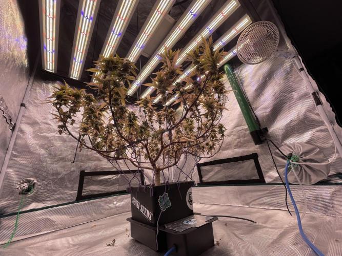 Pineapple Upside Down Cake Autopot. Week 29