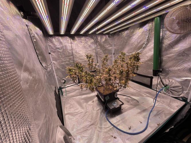 Pineapple Upside Down Cake Autopot. Week 29