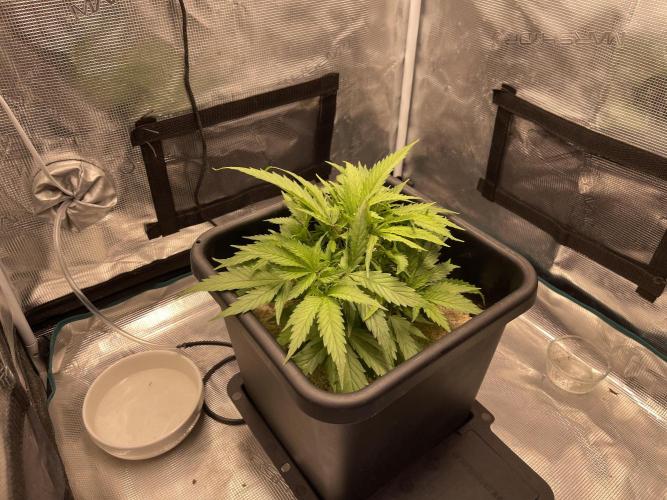 Humboldt Pineapple Round2. Week 6