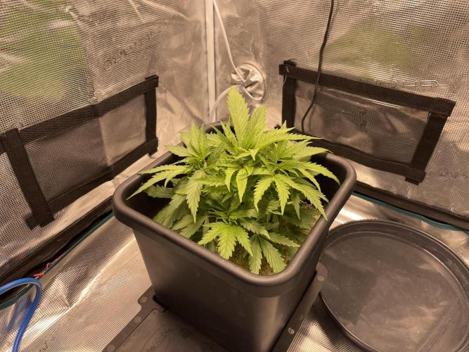 Humboldt Pineapple Round2. Week 6