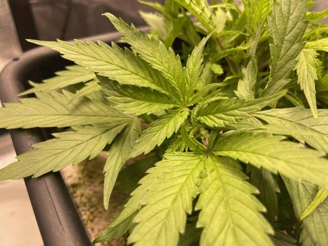 Humboldt Pineapple Round2. Week 6