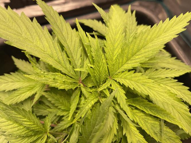 Humboldt Pineapple Round2. Week 6