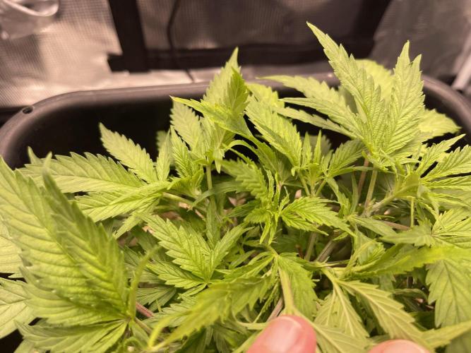 Humboldt Pineapple Round2. Week 6