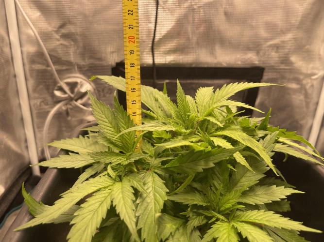 Humboldt Pineapple Round2. Week 6