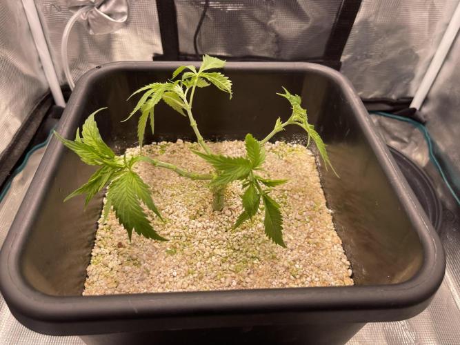 Humboldt Pineapple Round2. Week 6 - Update