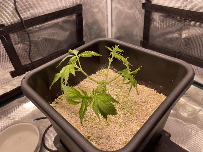 Humboldt Pineapple Round2. Week 6 - Update