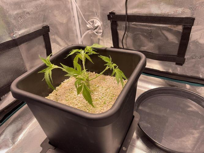 Humboldt Pineapple Round2. Week 6