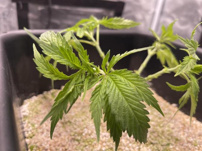 Humboldt Pineapple Round2. Week 6