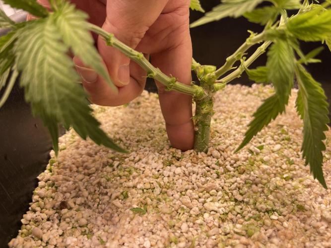 Humboldt Pineapple Round2. Week 6