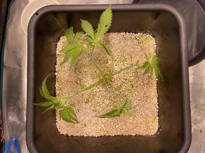 Humboldt Pineapple Round2. Week 6