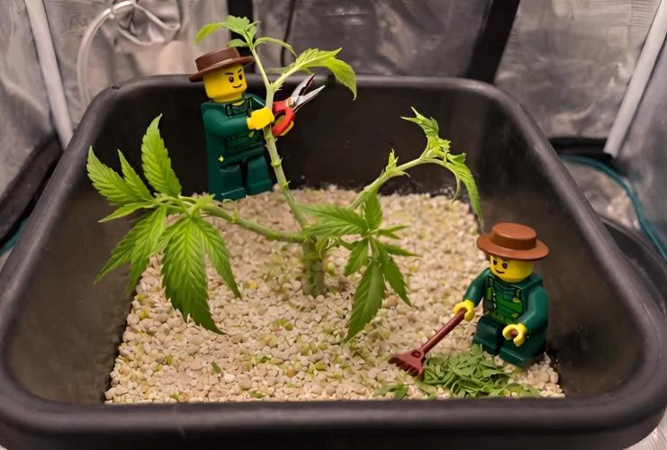 Humboldt Pineapple Round2