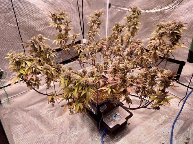 Pineapple Upside Down Cake Autopot. Week 30