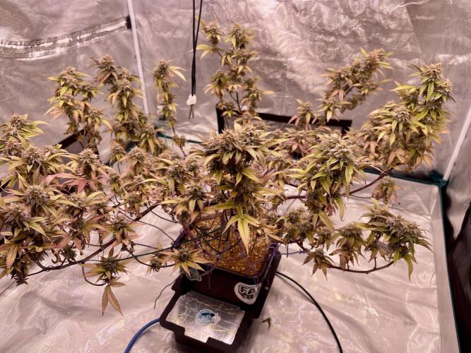 Pineapple Upside Down Cake Autopot. Week 30