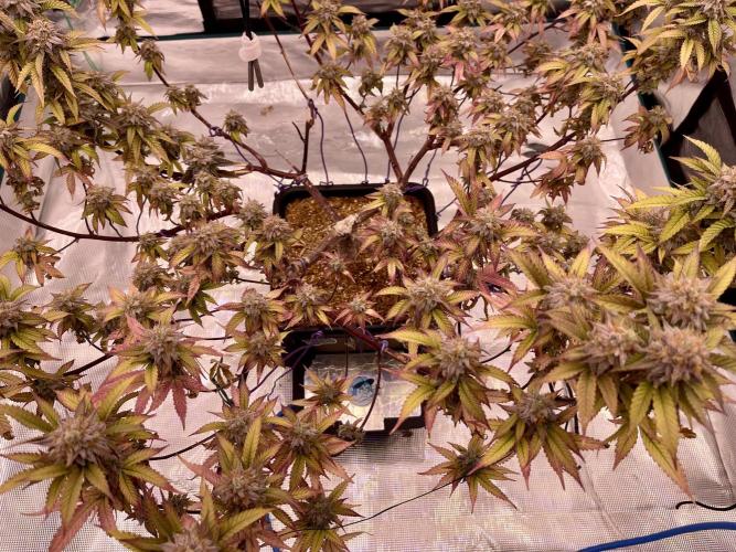 Pineapple Upside Down Cake Autopot. Week 30