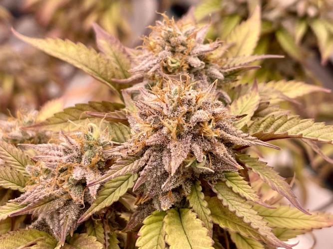 Pineapple Upside Down Cake Autopot. Week 30