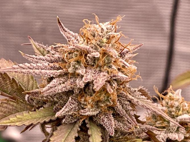 Pineapple Upside Down Cake Autopot. Week 30