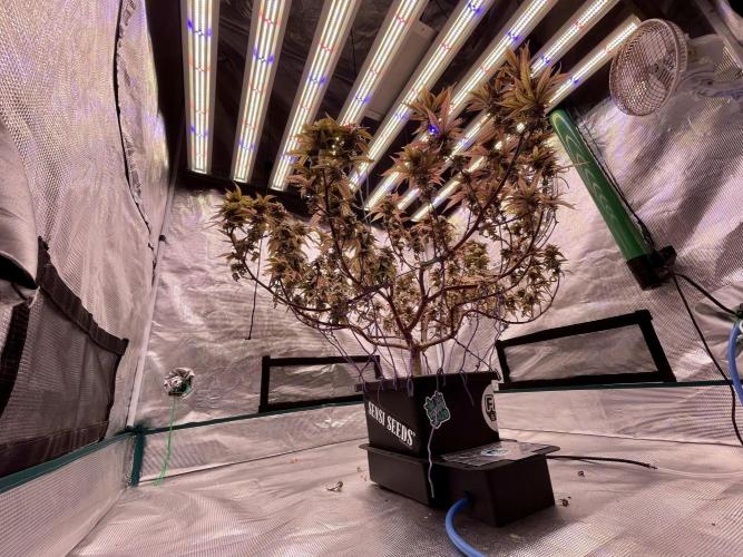 Pineapple Upside Down Cake Autopot. Week 30