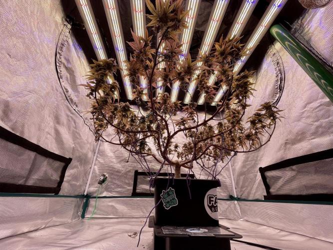 Pineapple Upside Down Cake Autopot. Week 30