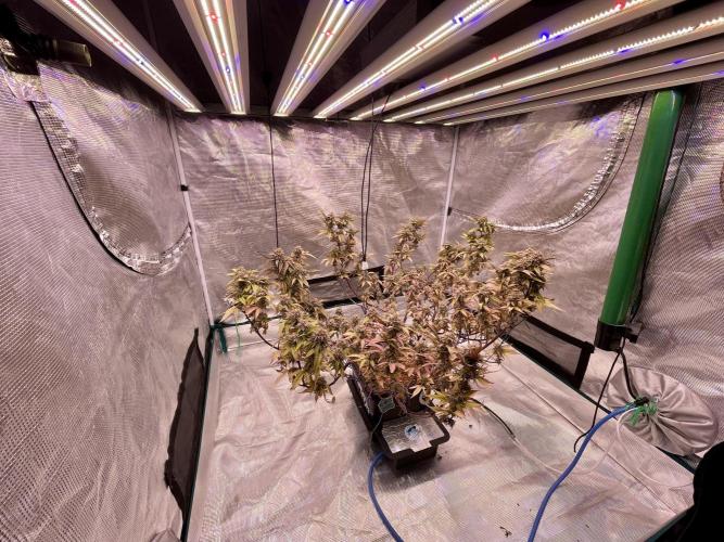 Pineapple Upside Down Cake Autopot. Week 30