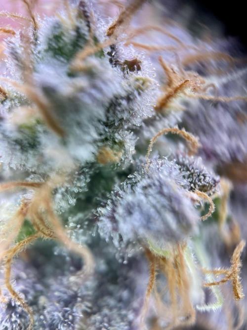 Pineapple Upside Down Cake Autopot. Week 30