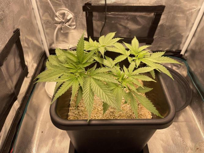 Humboldt Pineapple Round2. Week 7